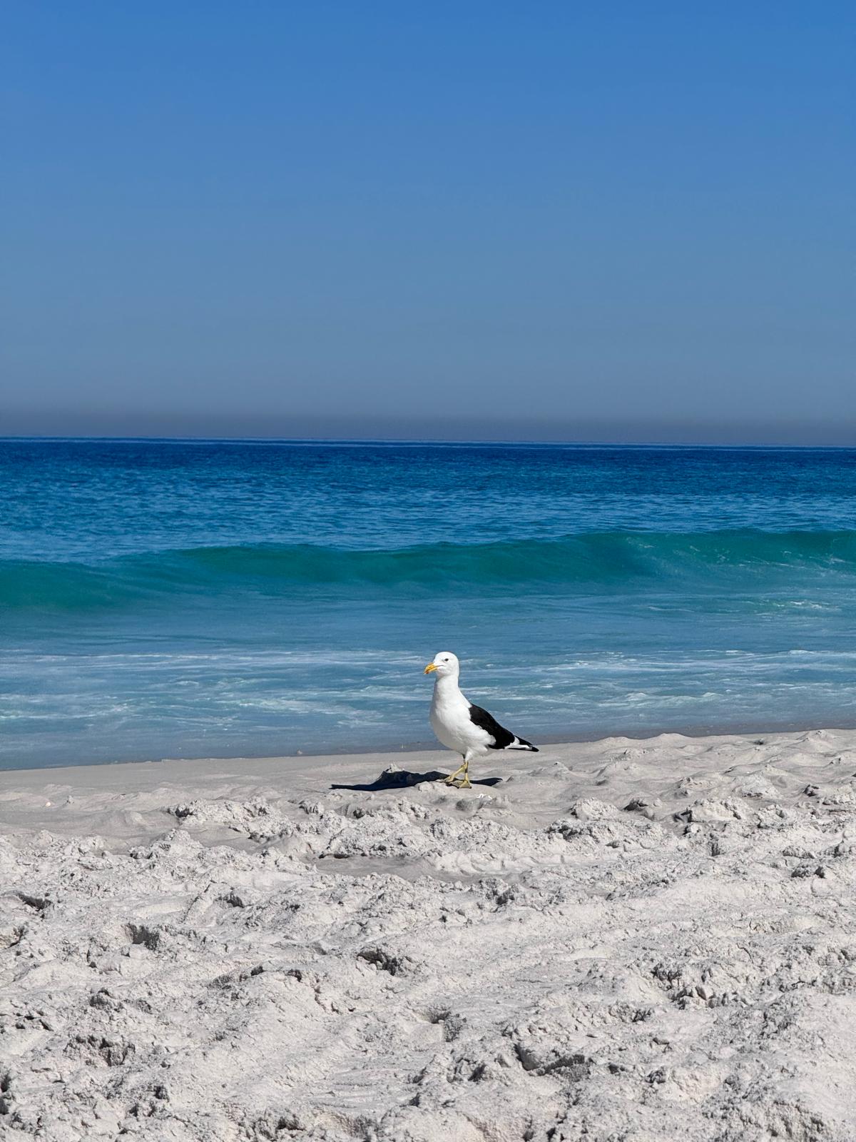 Foto da Praia Monte Alto 2